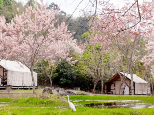 東高雄山城之旅：花旗木綻放季節