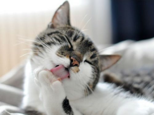 「貓咪的過度舔毛：警示與原因解析」