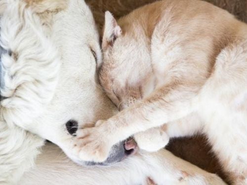 十大寵物癌症之一：腸胃腺癌