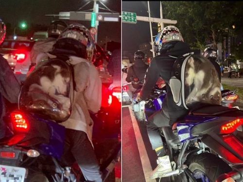 可憐！哈士奇被塞進寵物背包，引起民憤檢舉，飼主或面臨7萬5千元罰款