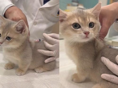 預防針助健康！小萌貓奶音抗議針插入，定格10秒可愛放空巧妙接種體驗