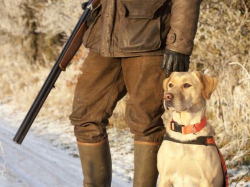 養狗前先上課！西班牙參議院通過動物福利法