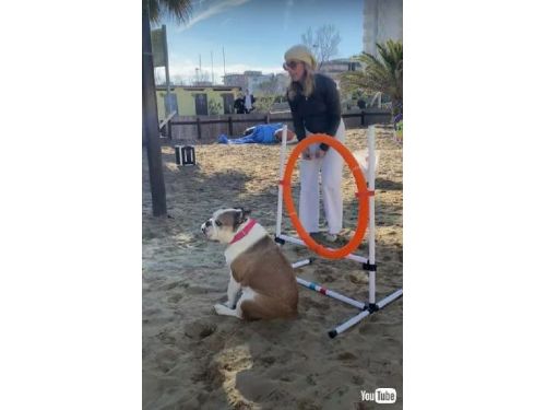 參加賽狗比賽的狗與積極上進的主人截然相反。