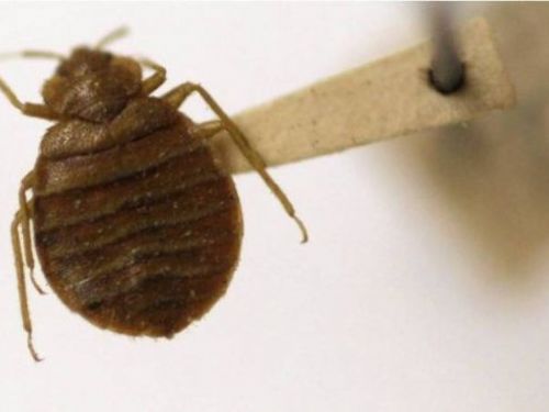 家裡有「這現象」恐是床蝨入侵！被咬症狀曝光　醫揭7招防蟲蟲危機