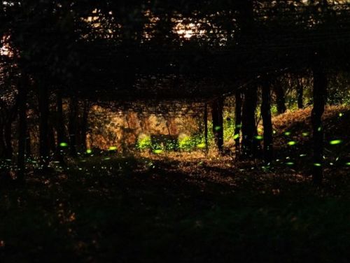 踏尋甲仙那瑪夏賞螢  觀光局送好禮