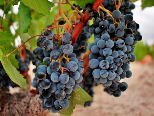 西班牙 | 物美價廉的胡米拉葡萄酒