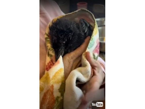 美國散步的寵物狗發現一隻受虐的烏鴉…謝謝主人幫助