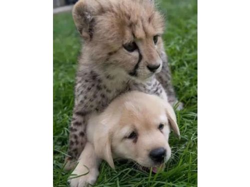 動物園「史上最驚奇組合」！小獵豹與拉布拉多共同成長，成年後的現況曝光！