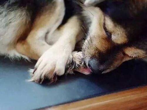 了解「分離焦慮」：毛、皮膚傷口並非皮膚病！舔毛、亂叫都是警訊