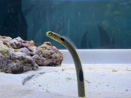 春節來屏東海生館，與「我的鰻朋友」共度歡樂海洋年