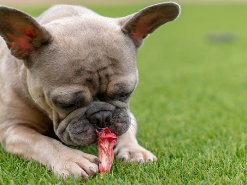 狗狗知識：各種過敏原中，食物過敏最常見！該怎麼處理比較好？