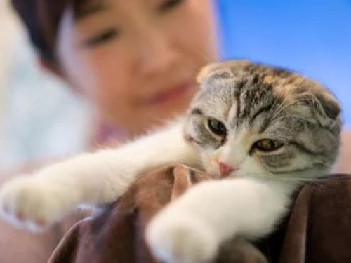 它真的是“保護犬/貓”嗎？寵物行業不為人知的一面