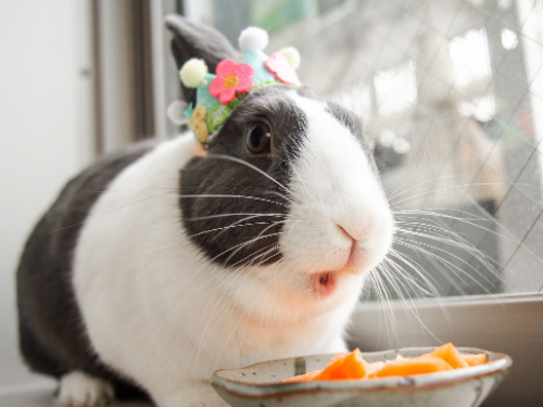 關於兔兔的五個小秘密　兔子到底有沒有專屬味道？