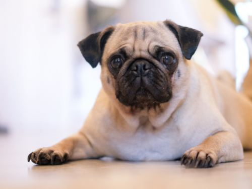 短吻犬背後不為人知的痛苦：一直用生命在呼吸　風險族群是牠們