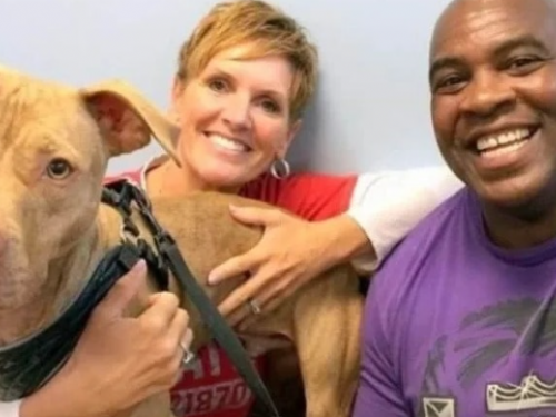 收容所比特犬每天幫自己整理床鋪為求一個家　2周後有奇蹟出現？