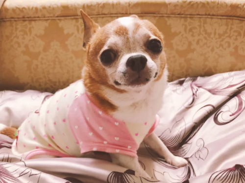 怎麼看狗狗變老了？