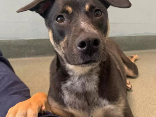 收容所安靜乖巧汪如「隱形狗」般從不被注意　直到義工為牠這樣做