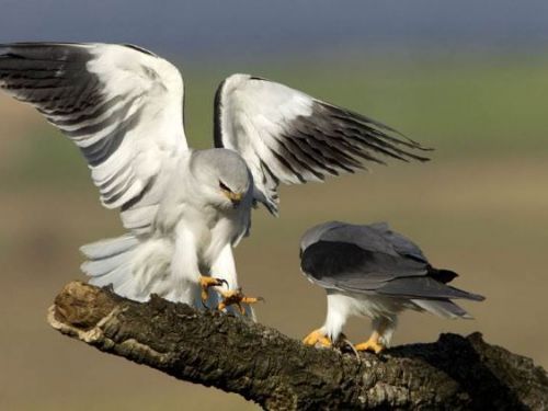 入侵鳥類 Sanjak 在高知市動物園詳細研究生態學