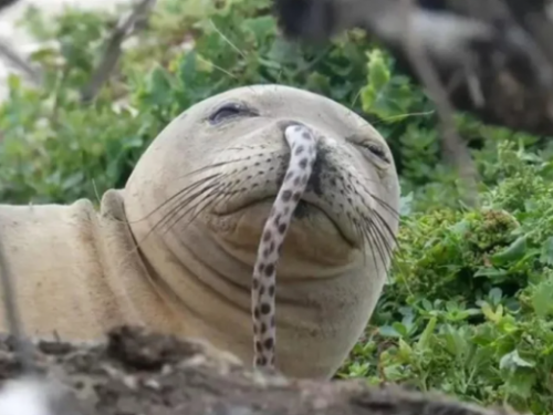 年輕海豹鼻孔插鰻魚！科學家無頭緒 超瞎理由曝光