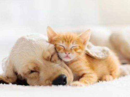 分手後“寵物撫養問題”子女撫養費怎麼辦？