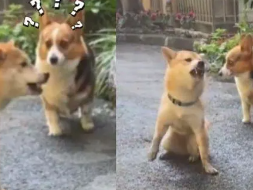 你欺負我！戲精柴柴打架時「坐地哭喊裝委屈」 柯基當場傻眼：這哪招？