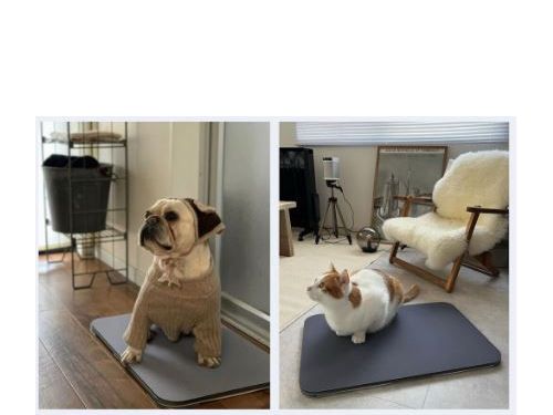 您還可以測量狗、貓和兔子的重量！