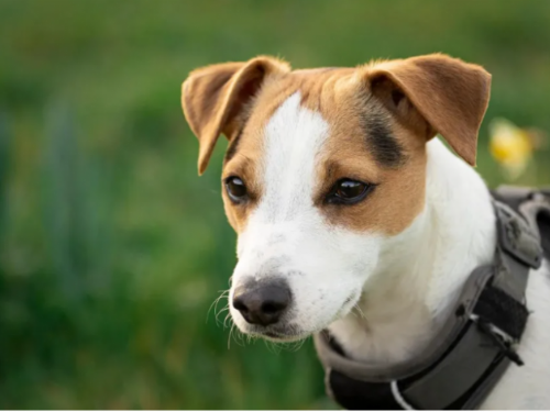 毛小孩失智、行動不便如何安養照護？動保處：可送特定長照機構