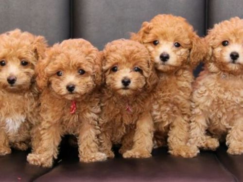 了解小狗的性格[附性格清單]