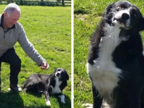 邊牧被送到400公里外農場　因思念主人牠逃跑了　12天現家門外