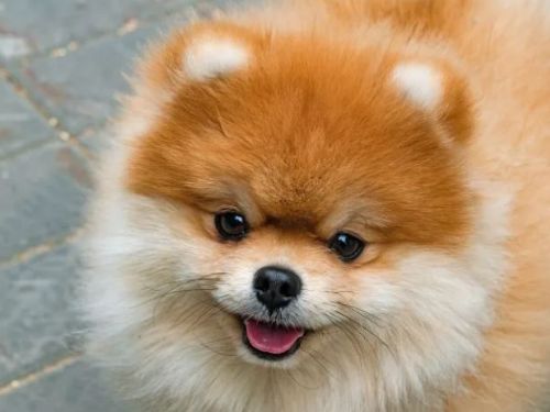 身為主人時驕傲不已！被讚美自己的愛犬時「最讓人高興的話語」是...