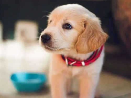 其實狗狗也會肩膀痠痛?