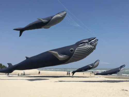 2隻全球最大30米鯨魚風箏首度同台飛！國際風箏節登場