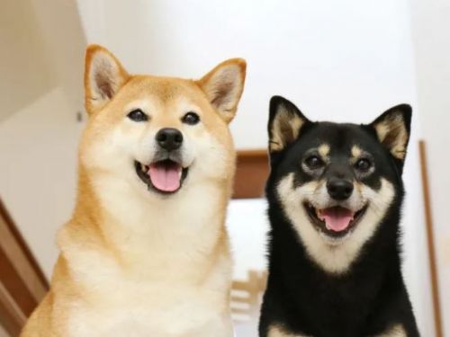 你是愛狗人士還是愛貓人士？