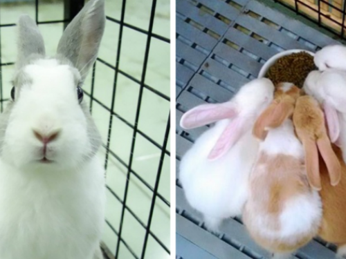 兔子可愛但也會變臉？領域性觀念極強　這樣做隨時惹怒牠展開復仇