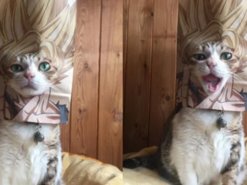 多圖／貓奴快跟上！「超級賽亞喵」掀風潮 霸氣外露模樣全曝光