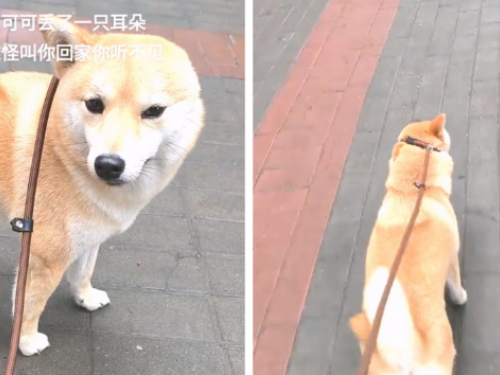 柴犬少一隻耳朵聽不見呼喚　無助發呆盯主人　真相曝光令人笑出來