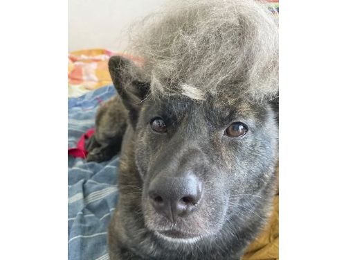 推薦給難以去除“寵物毛髮和口水”的煩惱！