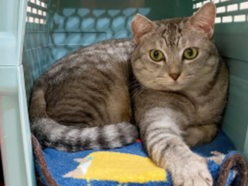 不想看醫生！ 醫籠子轉90度「倒貓咪」 牠小手手死抓籠子不放：我要回家！