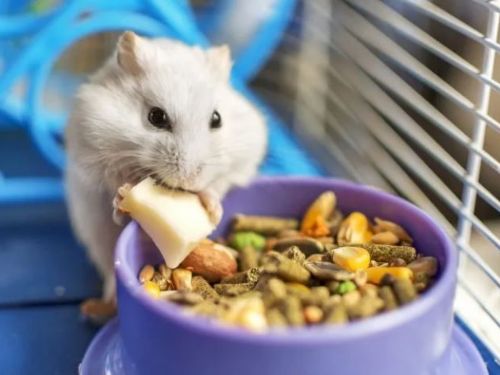 痊癒~！倉鼠、烏龜、貓……你家裡養的動物大調查！可愛且易於飼養