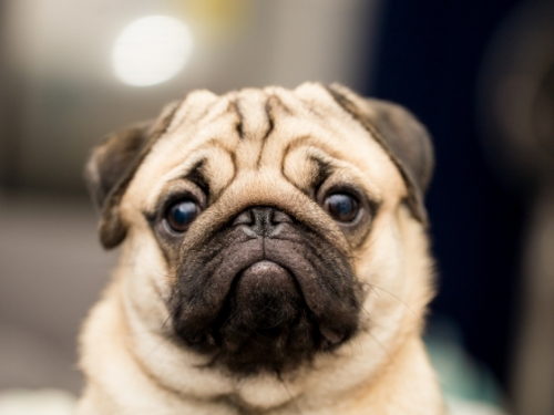 狗狗知識：當狗狗偷偷舔你臉的時候，你猜牠在想什麼？