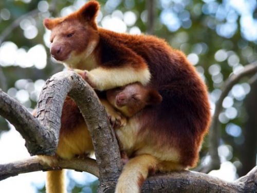 它看起來像 AI 生成的圖像，但它是真實的動物