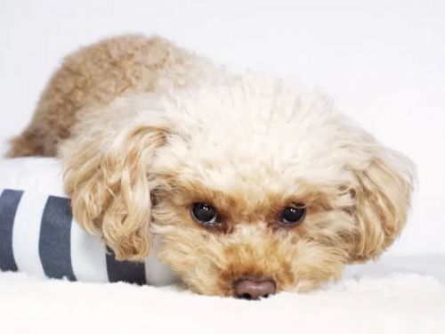 從必需品到有用的物品！《準備迎接狗狗&你需要什麼》