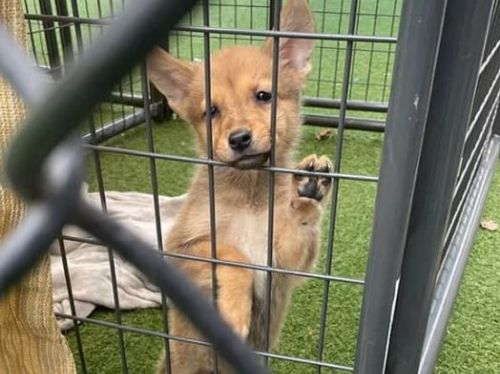 它是狗嗎？你是土狼嗎？一隻神秘動物受到警察的保護，並進行了 DNA 鑑定