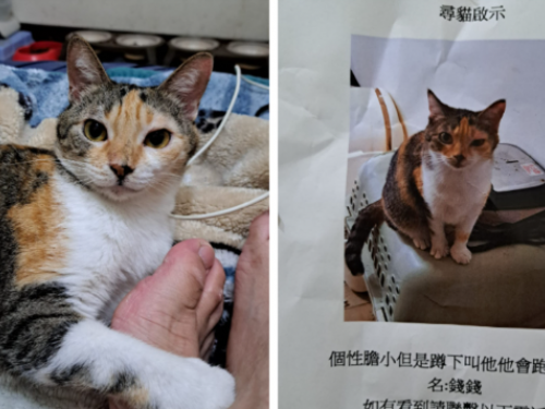以為貓咪走丟了　女子趕緊貼街招挨家挨戶找　結果原來一直藏這裏