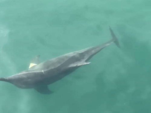 迷途海豚誤闖高雄港 海巡呼籲勿擾嬌客