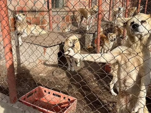 看完後你還會購買寵物嗎？動物福利協會揭露「汪星人牧場」，場面狼藉動物痛苦的模樣令工作人員表示：可怕的慘況！
