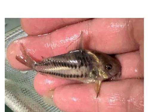 觀賞魚博覽會今登場！國際認證首度繁殖成功「超級二線鼠」亮相