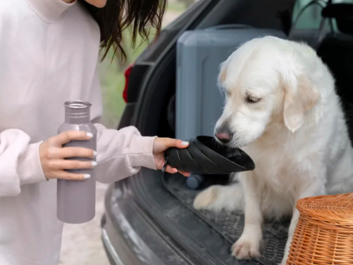毛小孩水喝得夠不夠？看尿液顏色就知道！