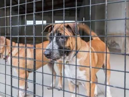 無條件重複“剖腹產狗”的黑商魔頭