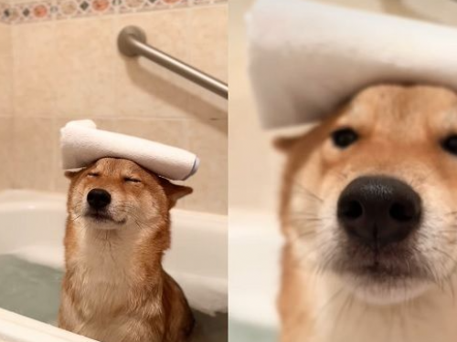 好溫暖！柴柴「頂毛巾泡澡」舒服到瞇眼　飼主笑：是要泡多久